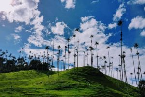 Valle de Cocora Fleet and Rent of a Campervan